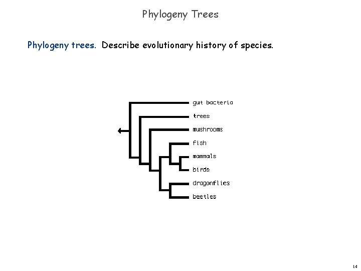 Phylogeny Trees Phylogeny trees. Describe evolutionary history of species. 14 