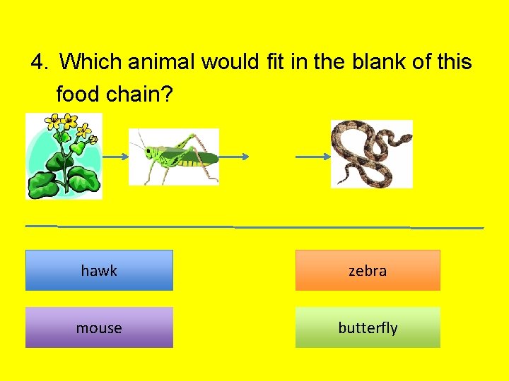 4. Which animal would fit in the blank of this food chain? ? hawk