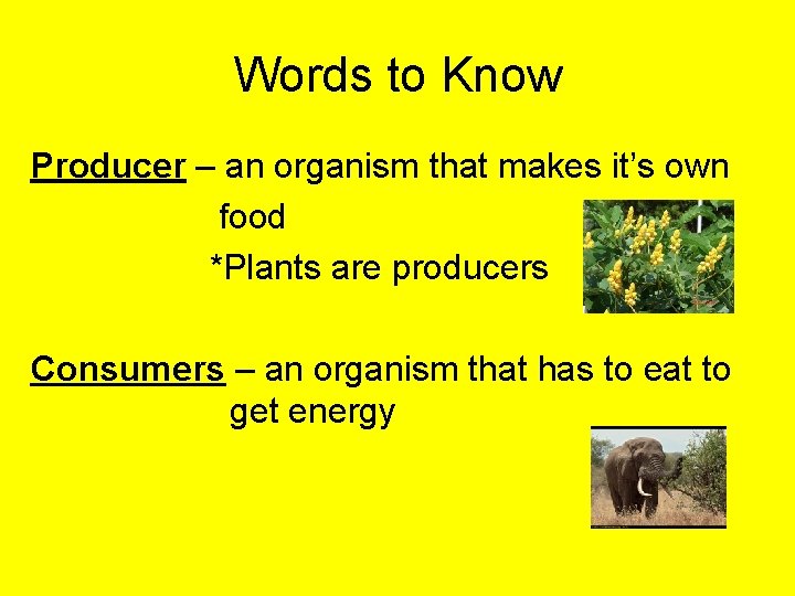 Words to Know Producer – an organism that makes it’s own food *Plants are