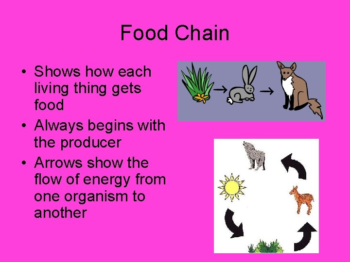 Food Chain • Shows how each living thing gets food • Always begins with