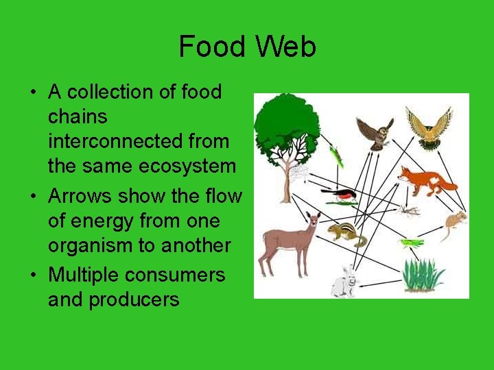 Food Web • A collection of food chains interconnected from the same ecosystem •