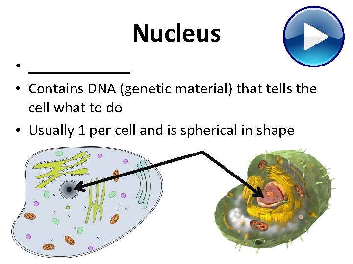 Nucleus • _______ • Contains DNA (genetic material) that tells the cell what to