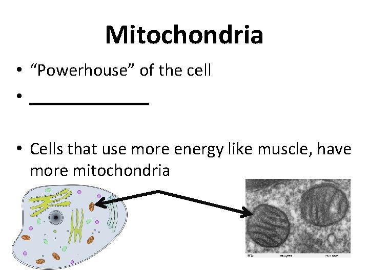 Mitochondria • “Powerhouse” of the cell • _______ • Cells that use more energy