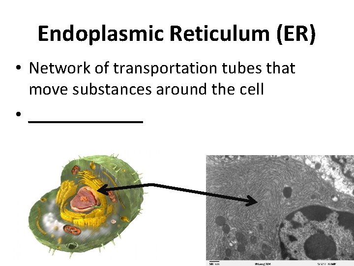 Endoplasmic Reticulum (ER) • Network of transportation tubes that move substances around the cell