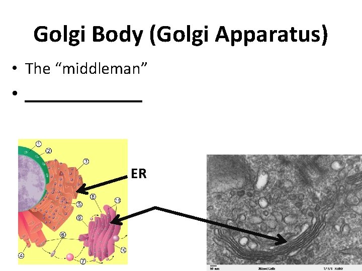 Golgi Body (Golgi Apparatus) • The “middleman” • _______ ER 