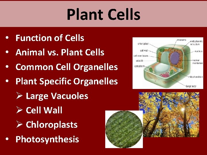 Plant Cells Function of Cells Animal vs. Plant Cells Common Cell Organelles Plant Specific