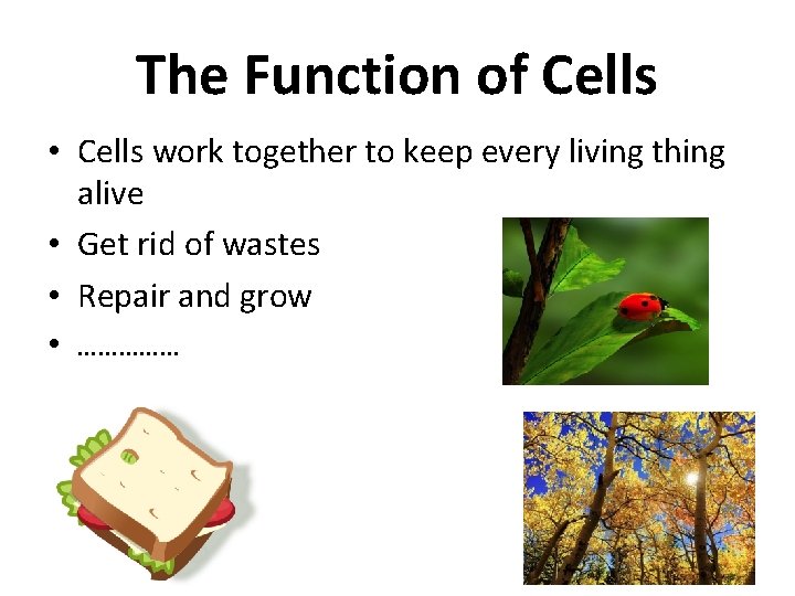 The Function of Cells • Cells work together to keep every living thing alive