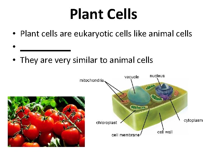 Plant Cells • Plant cells are eukaryotic cells like animal cells • ______ •