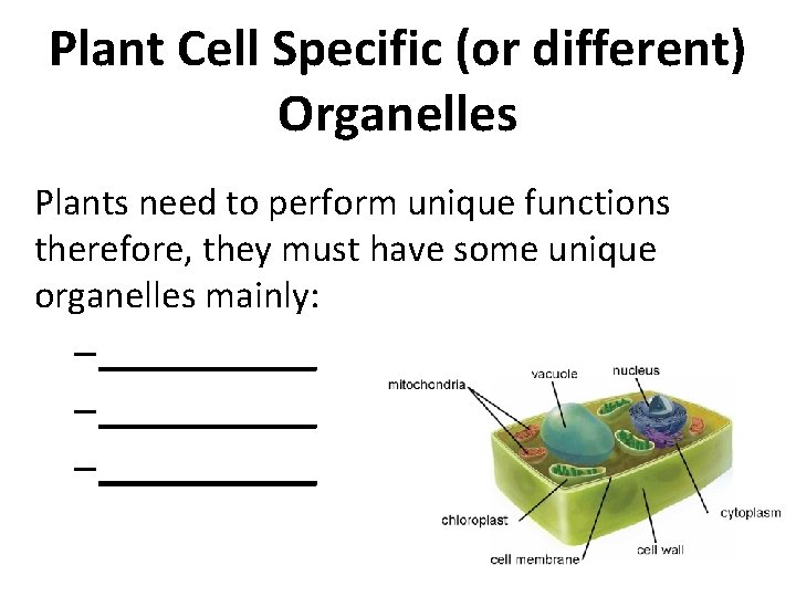 Plant Cell Specific (or different) Organelles Plants need to perform unique functions therefore, they