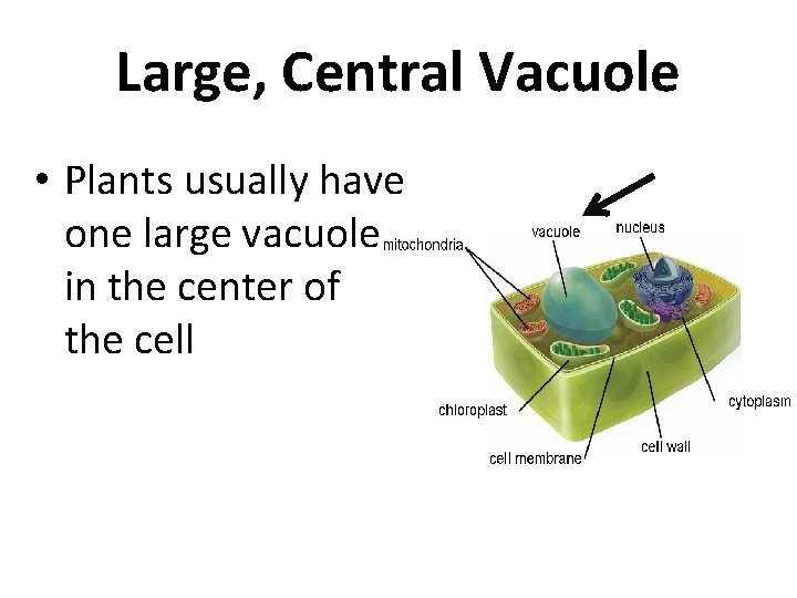 Large, Central Vacuole • Plants usually have one large vacuole in the center of
