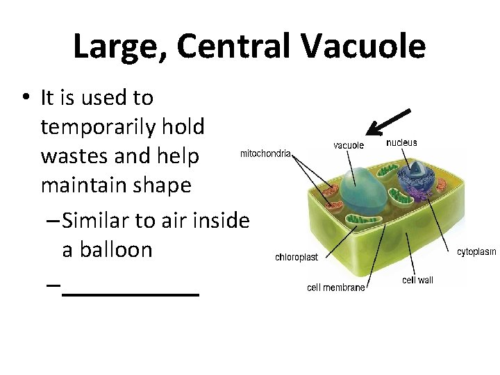 Large, Central Vacuole • It is used to temporarily hold wastes and help maintain
