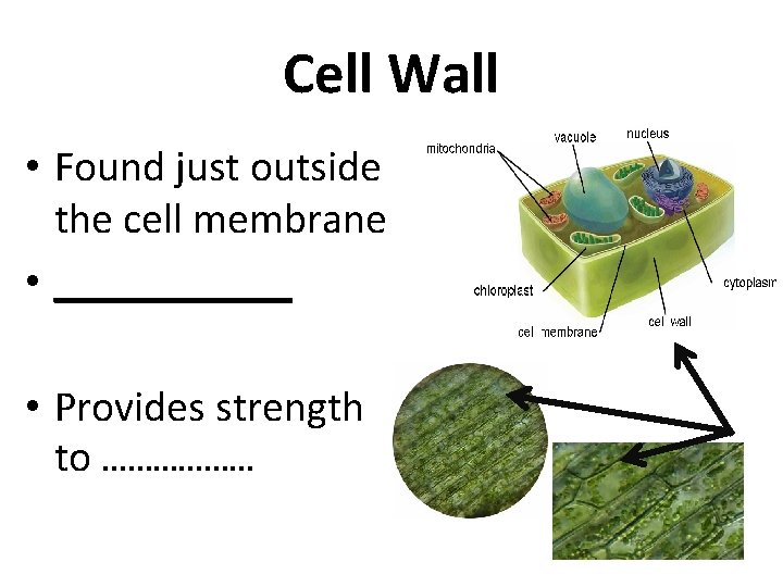 Cell Wall • Found just outside the cell membrane • ______ • Provides strength