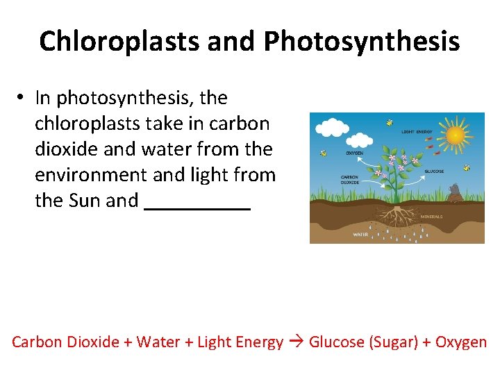 Chloroplasts and Photosynthesis • In photosynthesis, the chloroplasts take in carbon dioxide and water