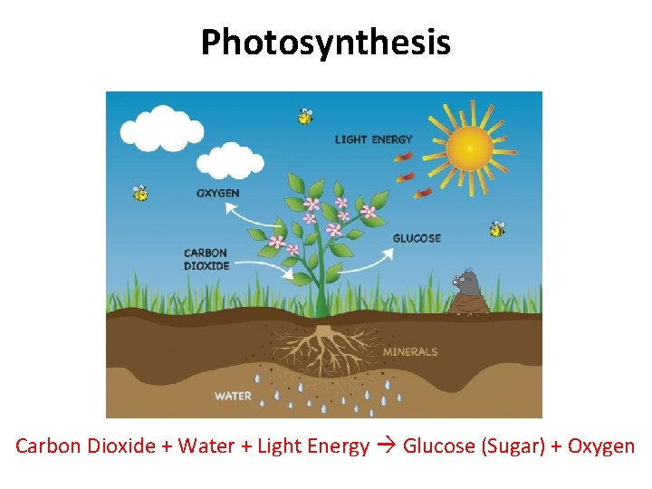 Photosynthesis Carbon Dioxide + Water + Light Energy Glucose (Sugar) + Oxygen 
