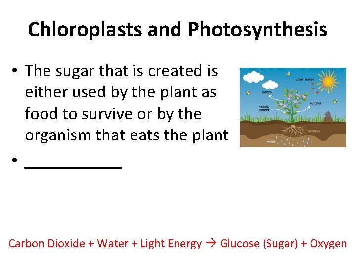 Chloroplasts and Photosynthesis • The sugar that is created is either used by the