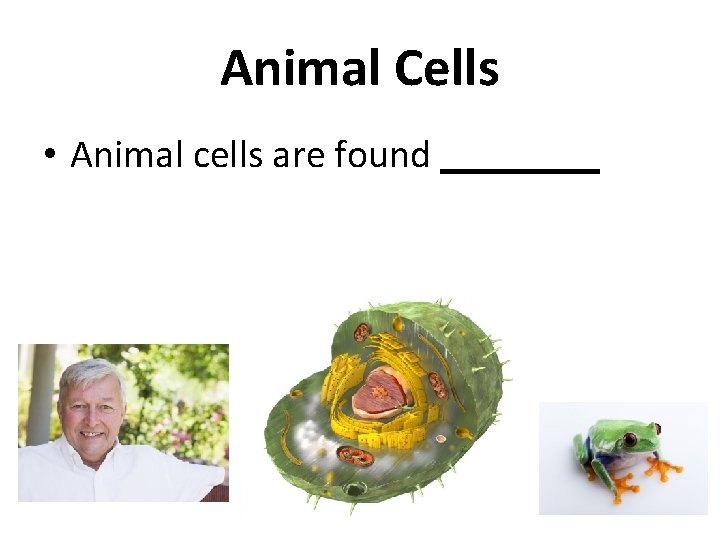 Animal Cells • Animal cells are found ____ 