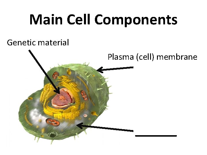 Main Cell Components Genetic material Plasma (cell) membrane _____ 