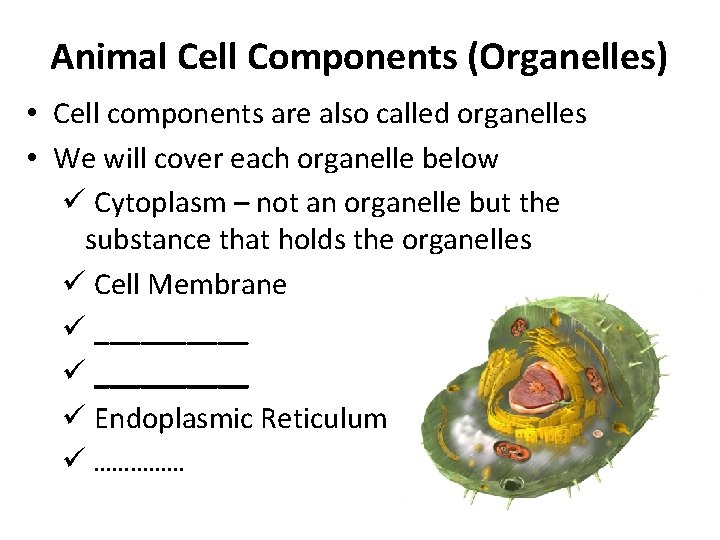 Animal Cell Components (Organelles) • Cell components are also called organelles • We will