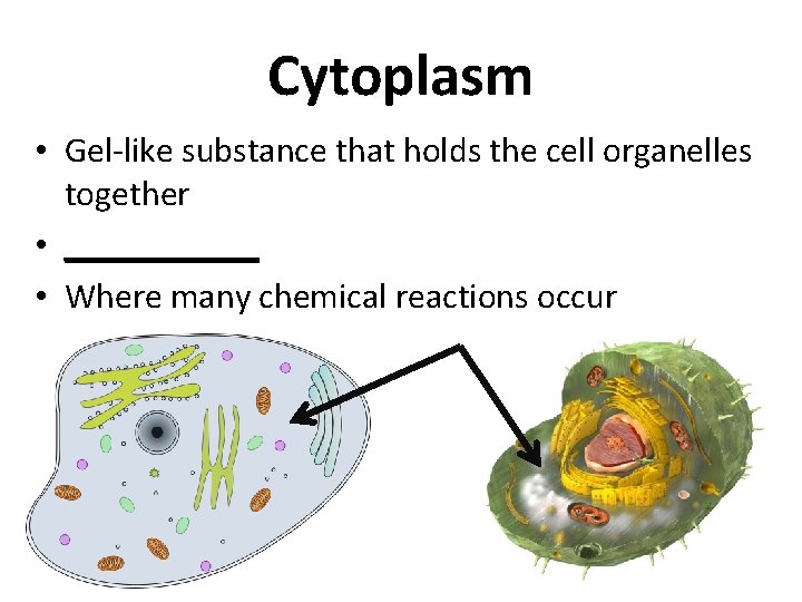 Cytoplasm • Gel-like substance that holds the cell organelles together • ______ • Where