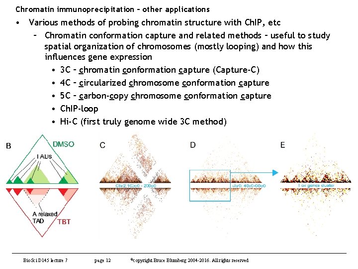 Chromatin immunoprecipitation – other applications • Various methods of probing chromatin structure with Ch.