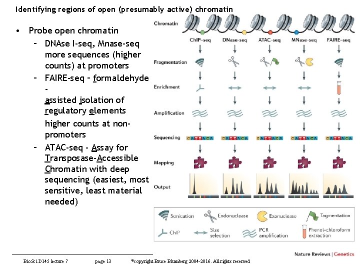 Identifying regions of open (presumably active) chromatin • Probe open chromatin – DNAse I-seq,