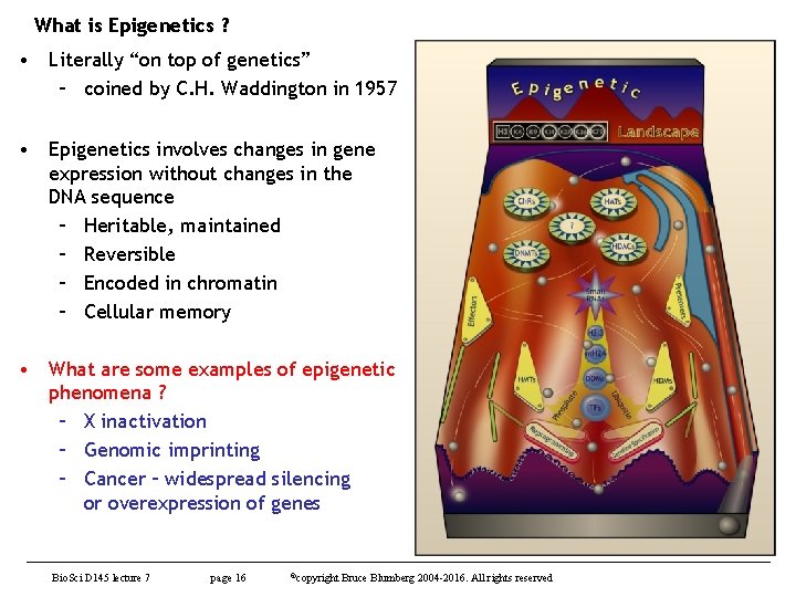 What is Epigenetics ? • Literally “on top of genetics” – coined by C.