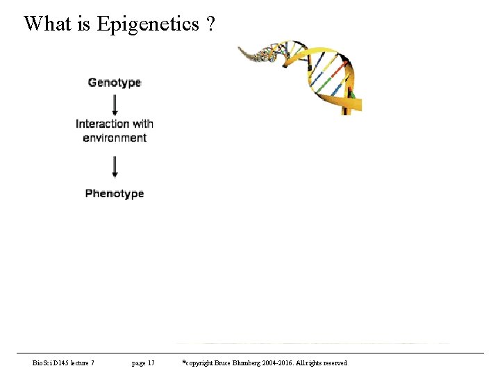 What is Epigenetics ? Bio. Sci D 145 lecture 7 page 17 ©copyright Bruce