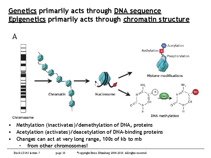 Genetics primarily acts through DNA sequence Epigenetics primarily acts through chromatin structure • Methylation