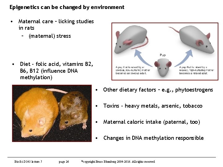 Epigenetics can be changed by environment • Maternal care – licking studies in rats