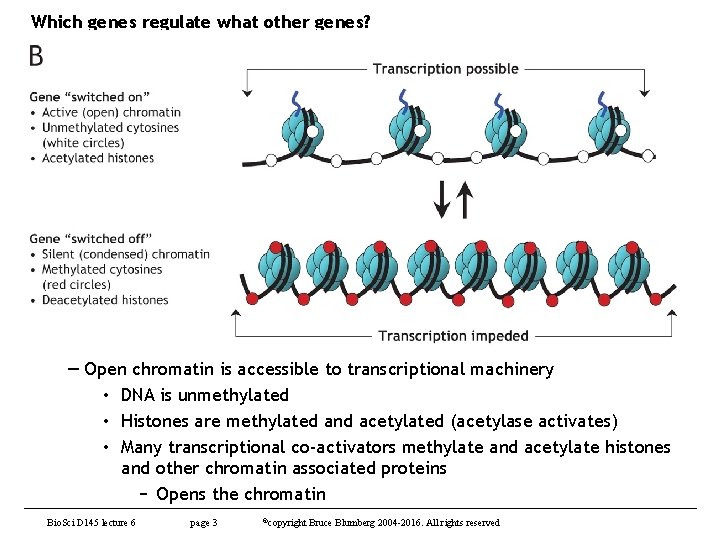 Which genes regulate what other genes? — Open chromatin is accessible to transcriptional machinery