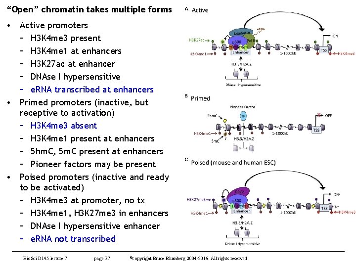 “Open” chromatin takes multiple forms • Active promoters – H 3 K 4 me