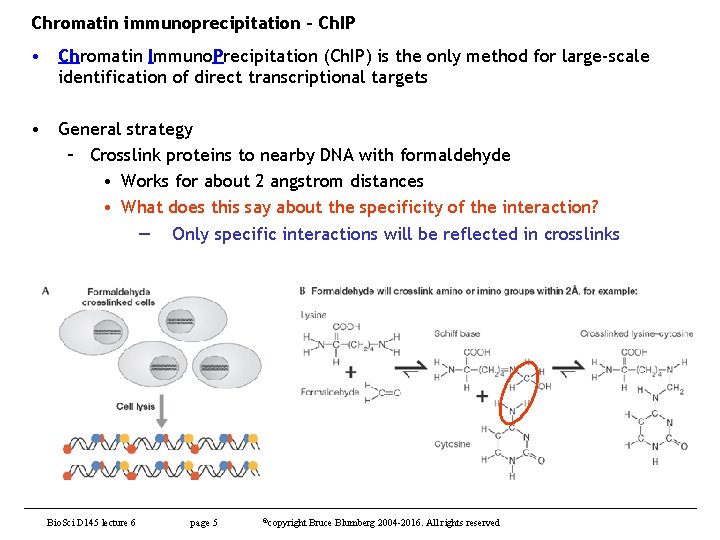 Chromatin immunoprecipitation - Ch. IP • Chromatin Immuno. Precipitation (Ch. IP) is the only