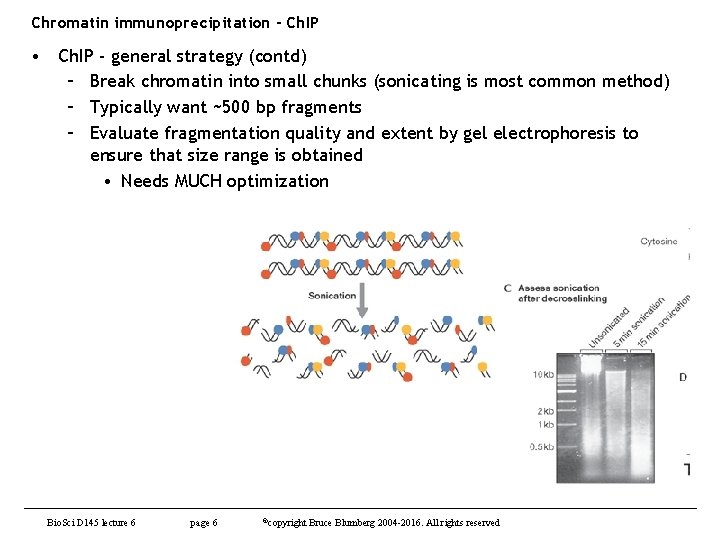 Chromatin immunoprecipitation - Ch. IP • Ch. IP - general strategy (contd) – Break