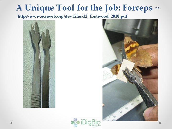 A Unique Tool for the Job: Forceps ~ http: //www. ecnweb. org/dev/files/12_Eastwood_2010. pdf 