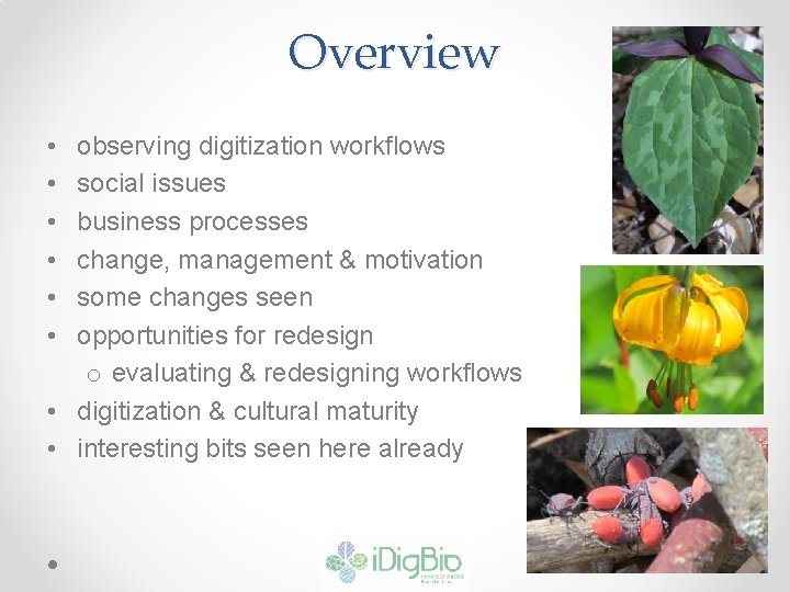 Overview • • • observing digitization workflows social issues business processes change, management &
