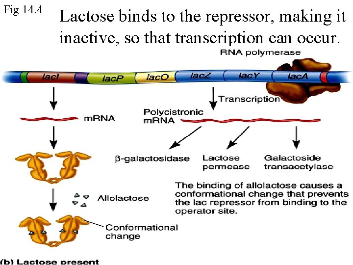 Fig 14. 4 Lactose binds to the repressor, making it inactive, so that transcription