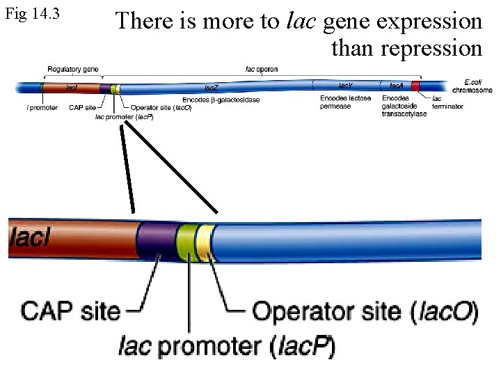 Fig 14. 3 There is more to lac gene expression than repression 