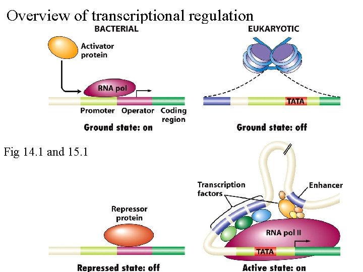 Overview of transcriptional regulation Fig 14. 1 and 15. 1 