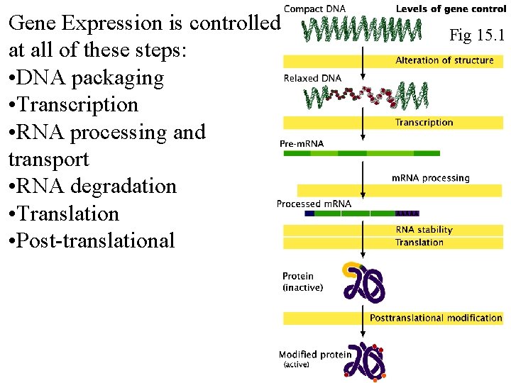 Gene Expression is controlled at all of these steps: • DNA packaging • Transcription