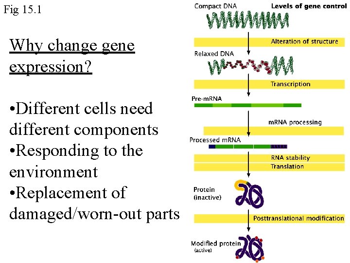 Fig 15. 1 Why change gene expression? • Different cells need different components •