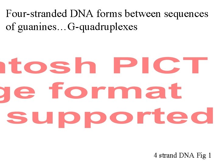 Four-stranded DNA forms between sequences of guanines…G-quadruplexes 4 strand DNA Fig 1 