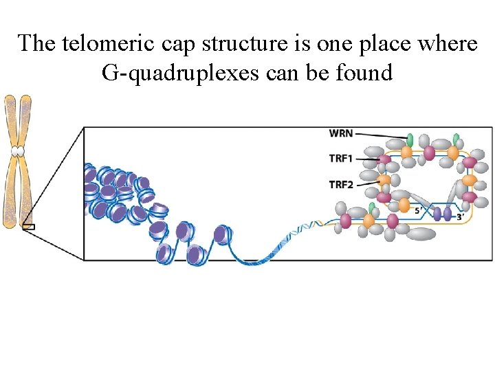 The telomeric cap structure is one place where G-quadruplexes can be found 