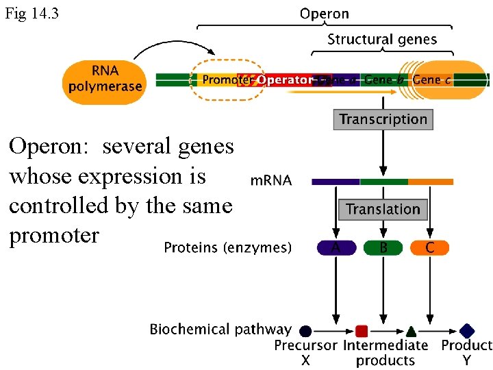 Fig 14. 3 Operon: several genes whose expression is controlled by the same promoter