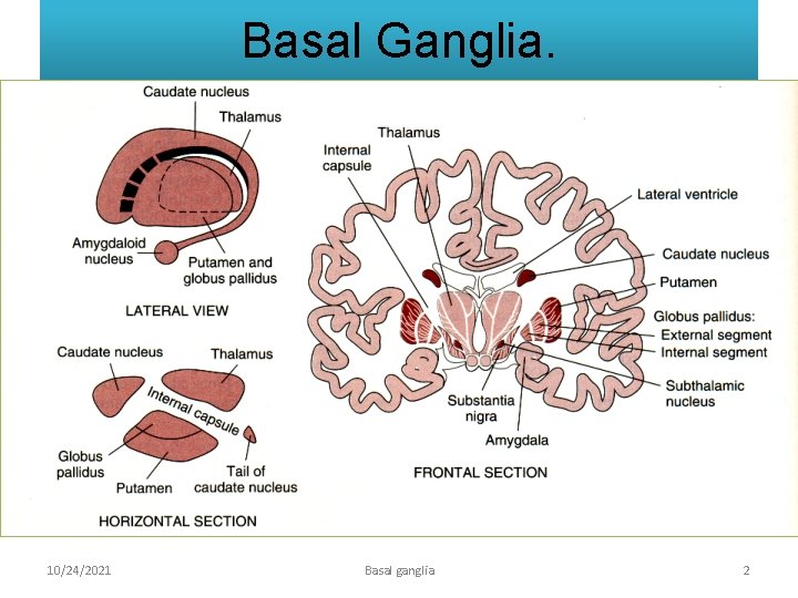 Basal Ganglia. 10/24/2021 Basal ganglia 2 