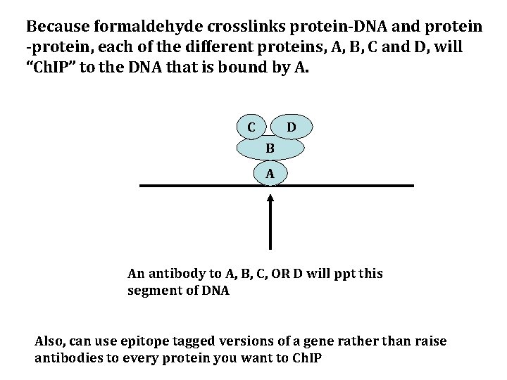 Because formaldehyde crosslinks protein-DNA and protein -protein, each of the different proteins, A, B,