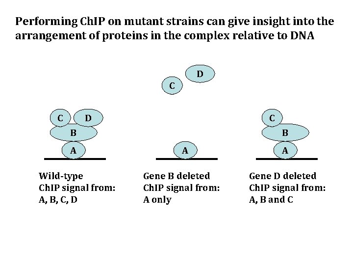 Performing Ch. IP on mutant strains can give insight into the arrangement of proteins