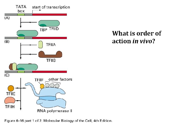 What is order of action in vivo? 