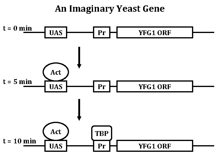 An Imaginary Yeast Gene t = 0 min UAS Pr YFG 1 ORF Act