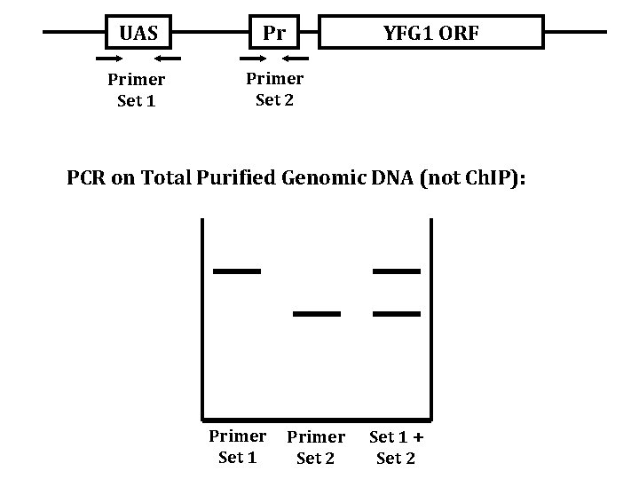 UAS Pr YFG 1 ORF Primer Set 1 Primer Set 2 PCR on Total