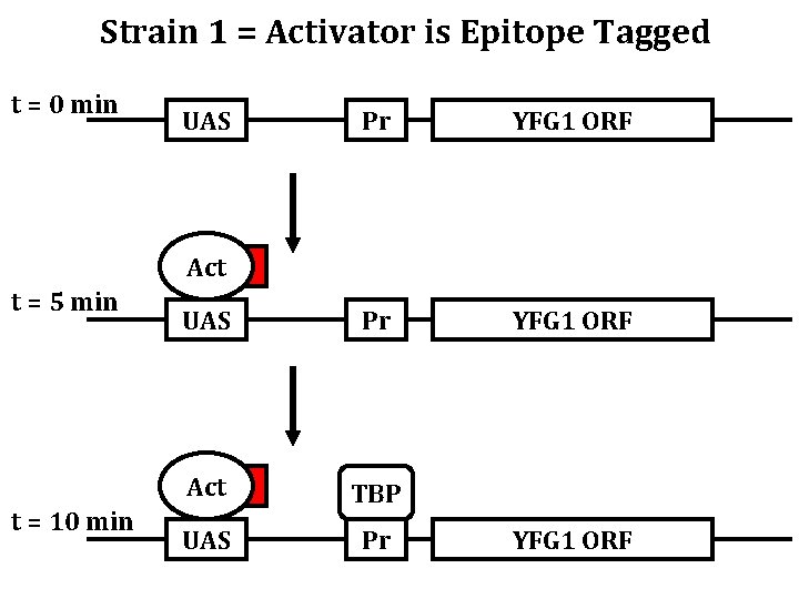 Strain 1 = Activator is Epitope Tagged t = 0 min UAS Pr YFG